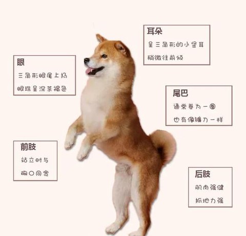 qq炫舞柴犬怎么获得[图1]